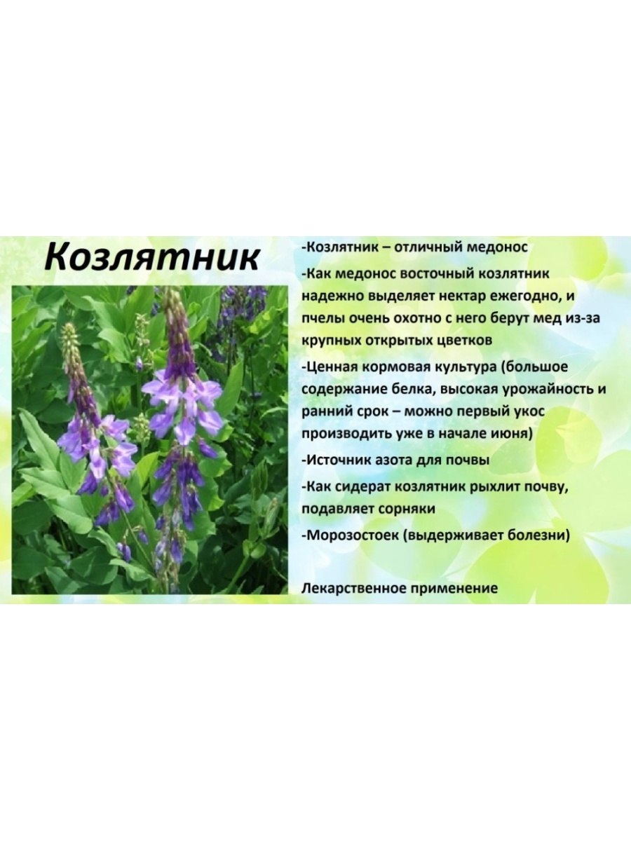 Полевые цветы медоносы