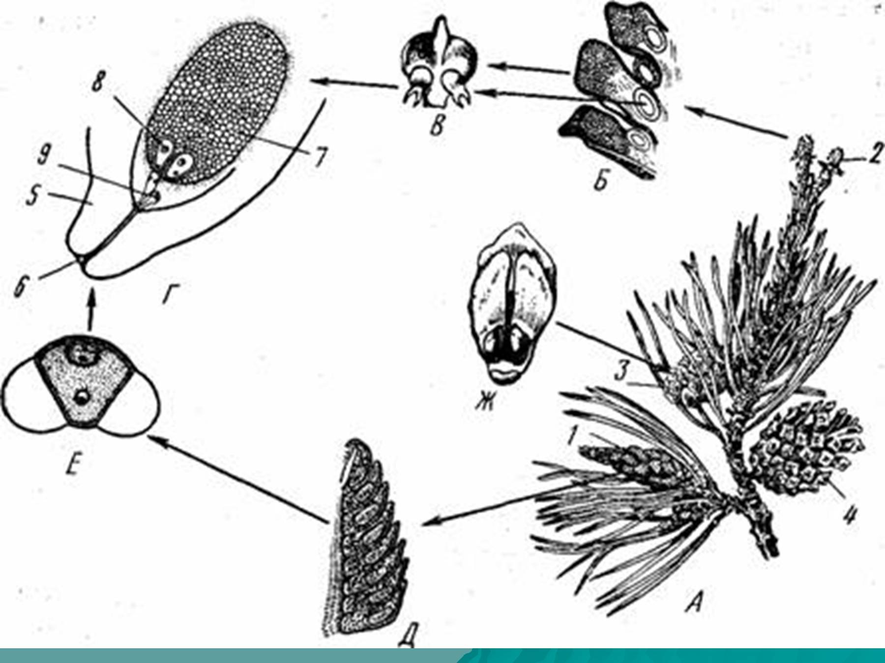 Жизненный цикл голосеменных сосна. Жизненный цикл голосеменных растений сосна. Цикл развития голосеменных растений. Жизненный цикл саговниковых. Образование мужской шишки