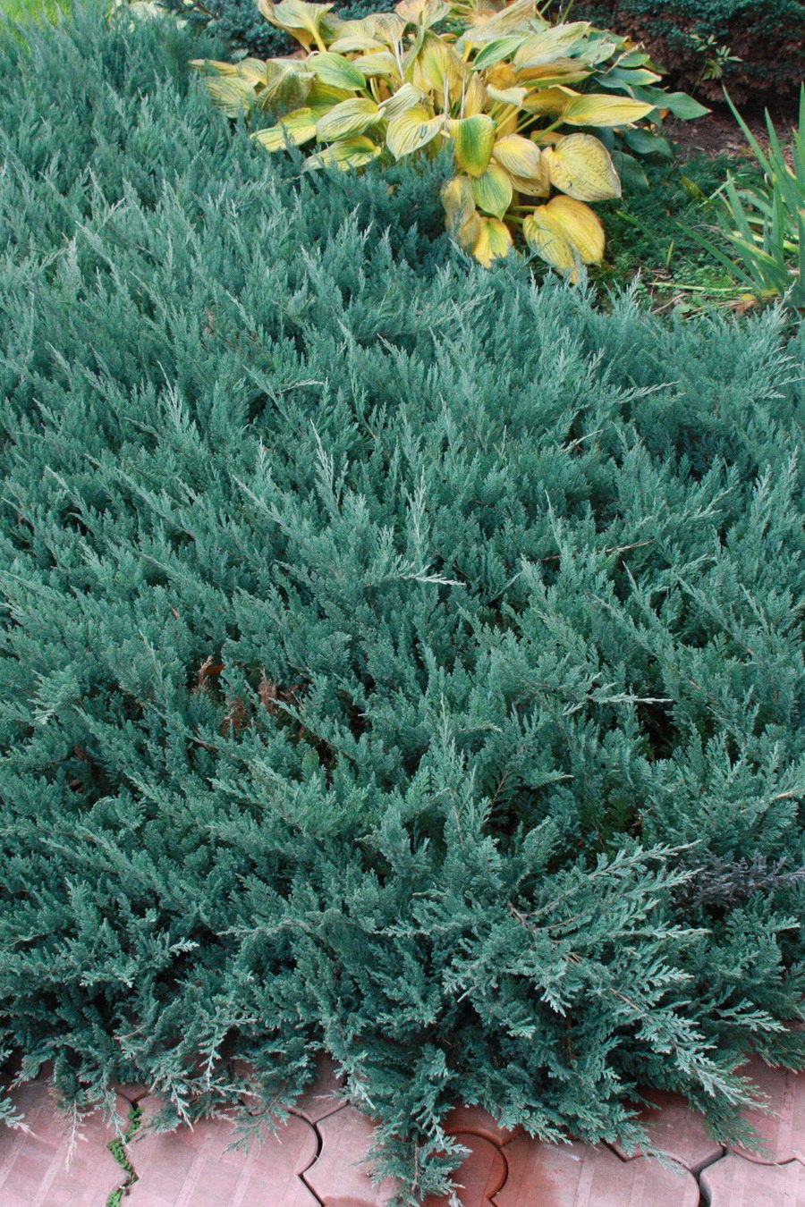 Можжевельник Винтер Блю