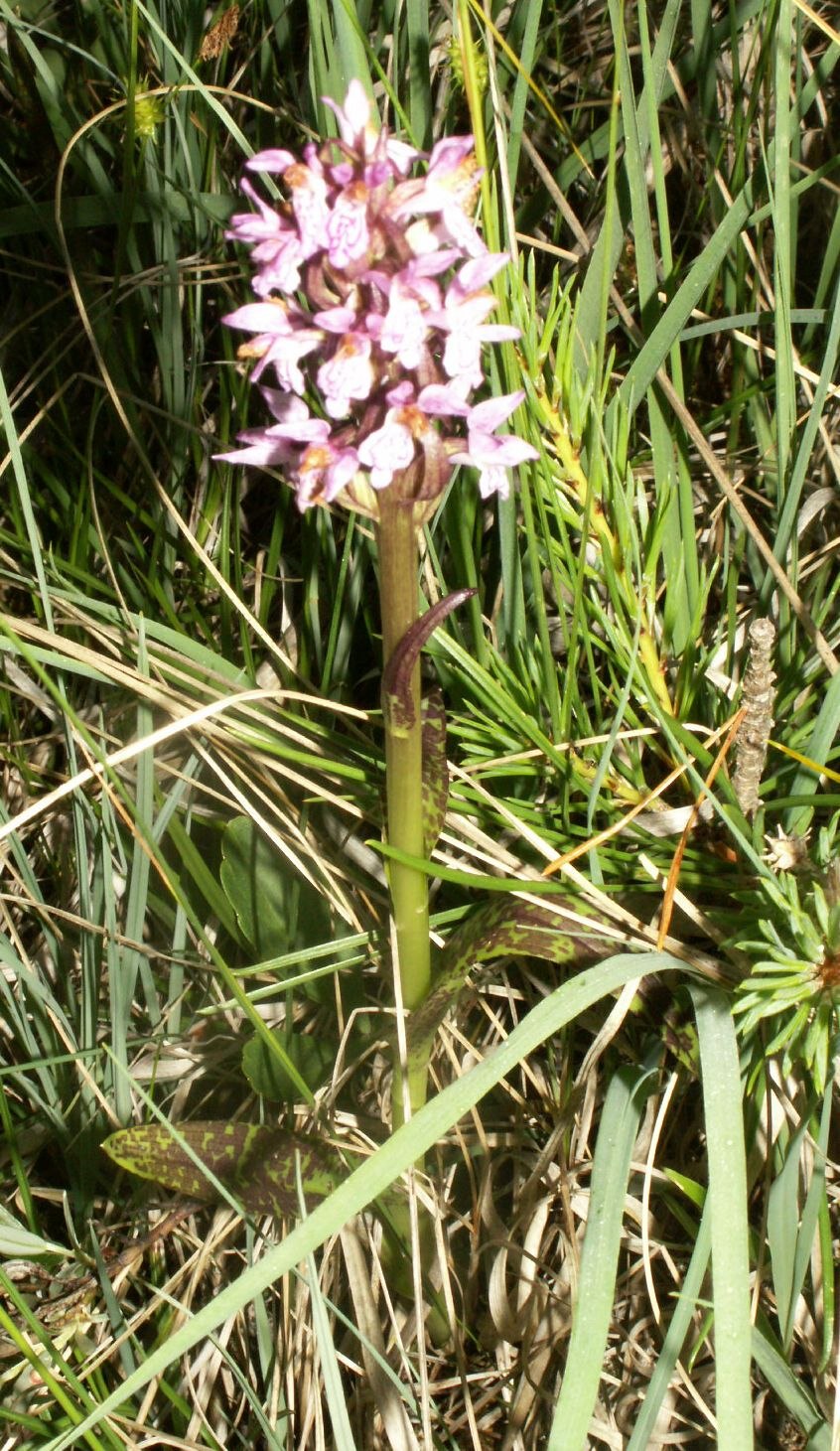 Spiranthes romanzoffiana