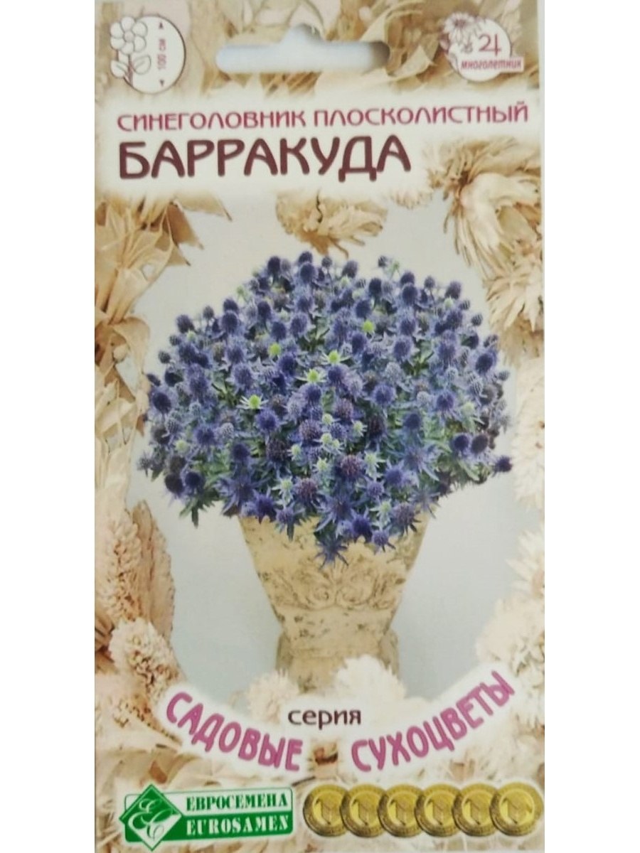 Синеголовник Альпийский Барракуда