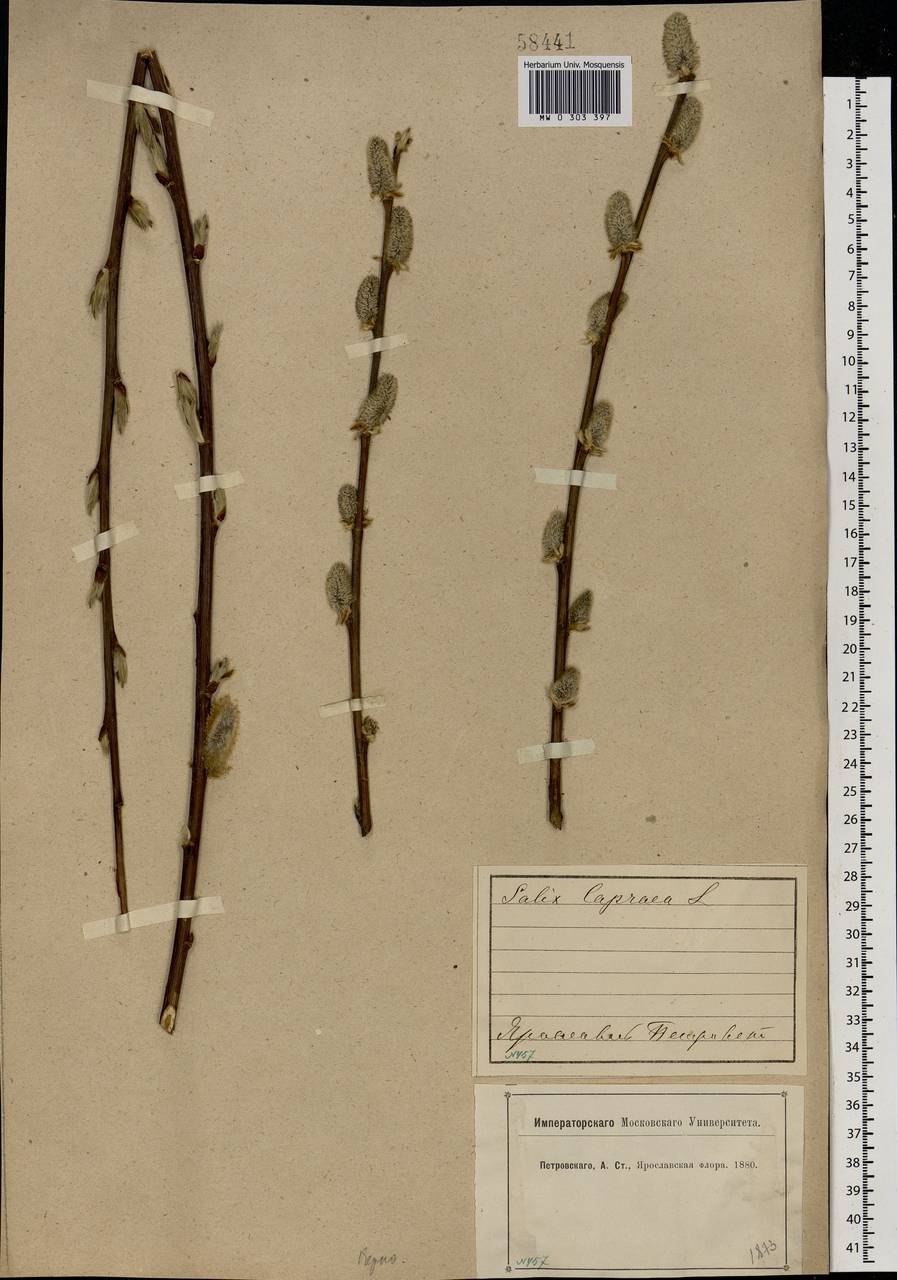 Ива белая размножение способ и форма