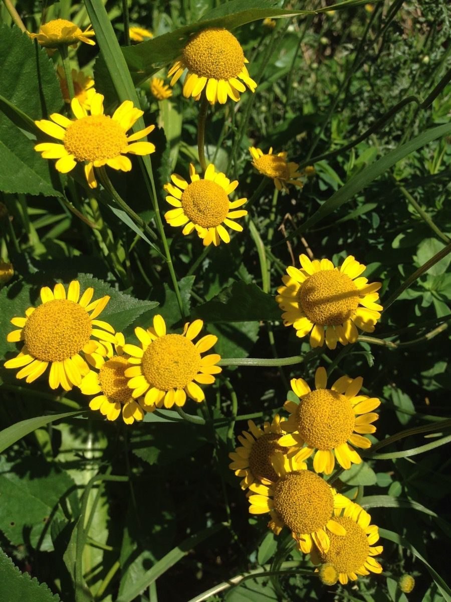 Ромашка аптечная желтая