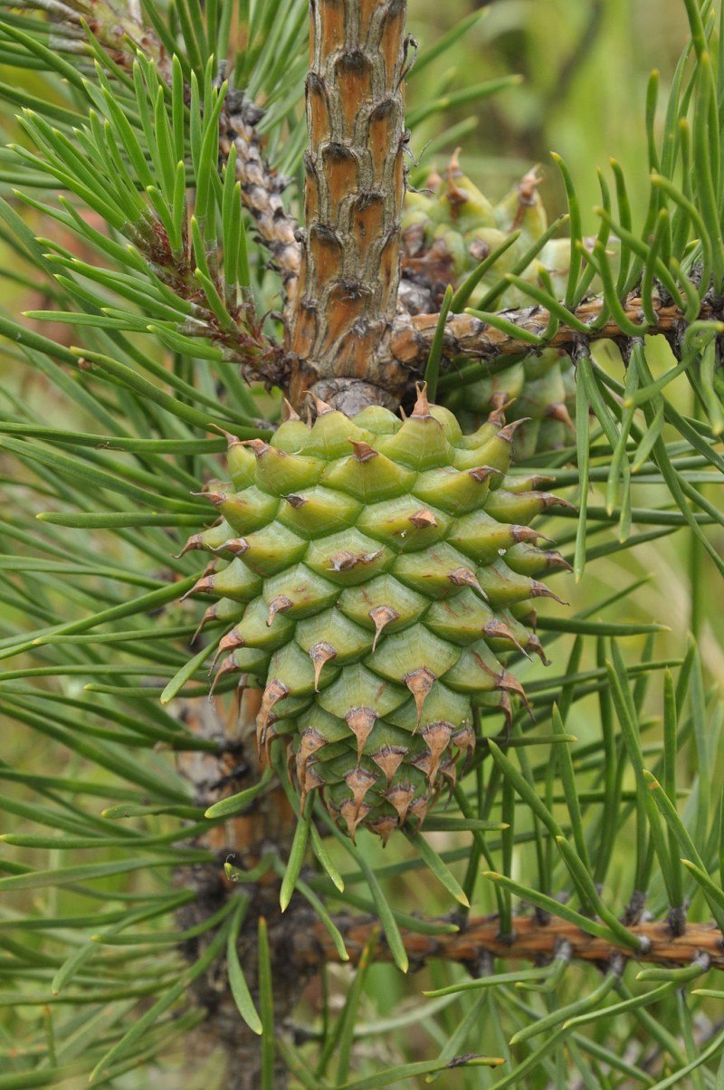 Ель Шренка Picea schrenkiana