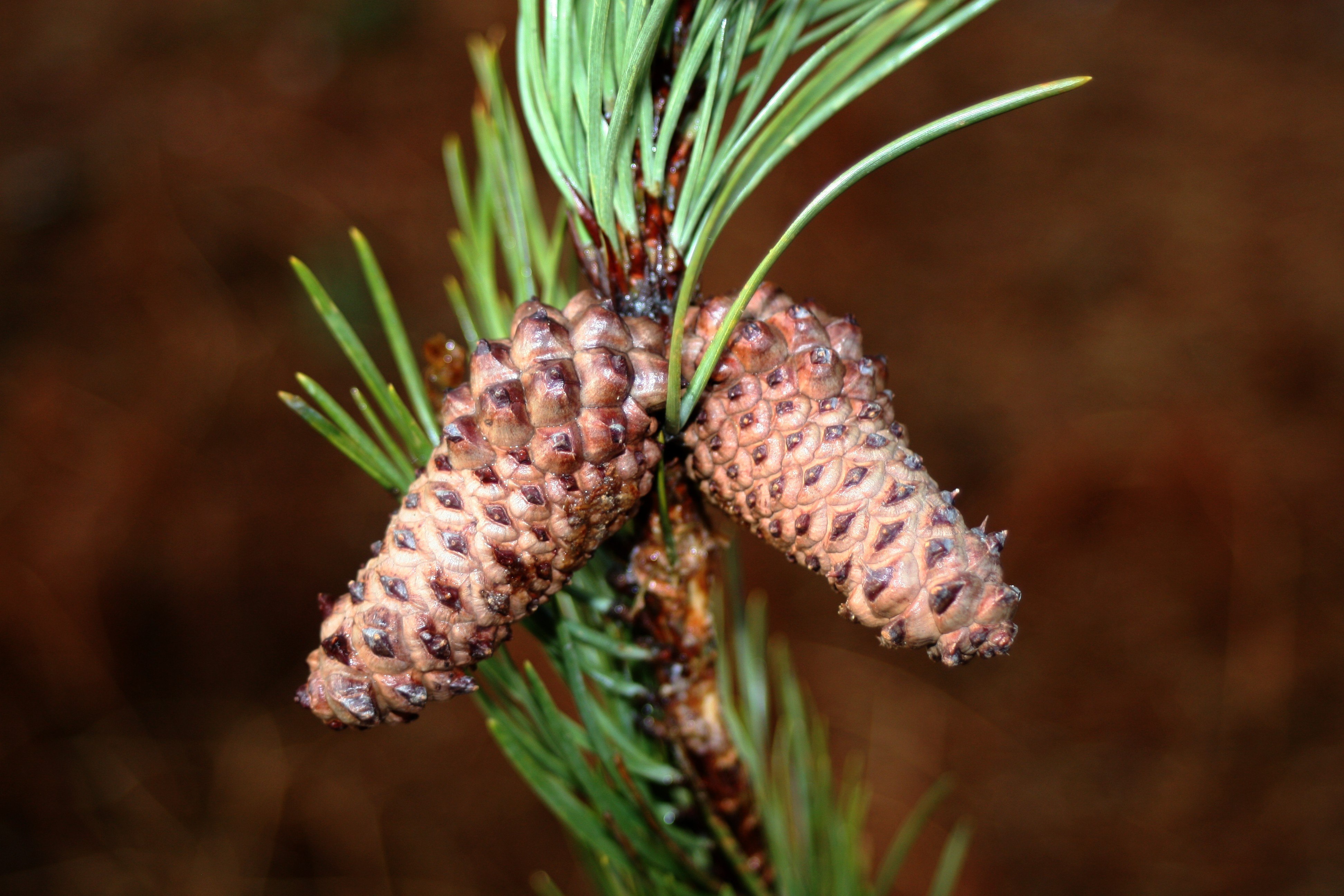 У сосны обыкновенной женские мужские шишки образуются. Pinus contorta. Pinus contorta шишка. Микростробилы сосны обыкновенной. Шишка сосны Pinus lambertiana.