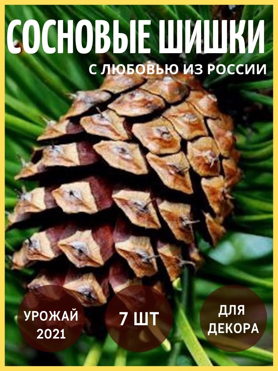 Ель обыкновенная микростробилы