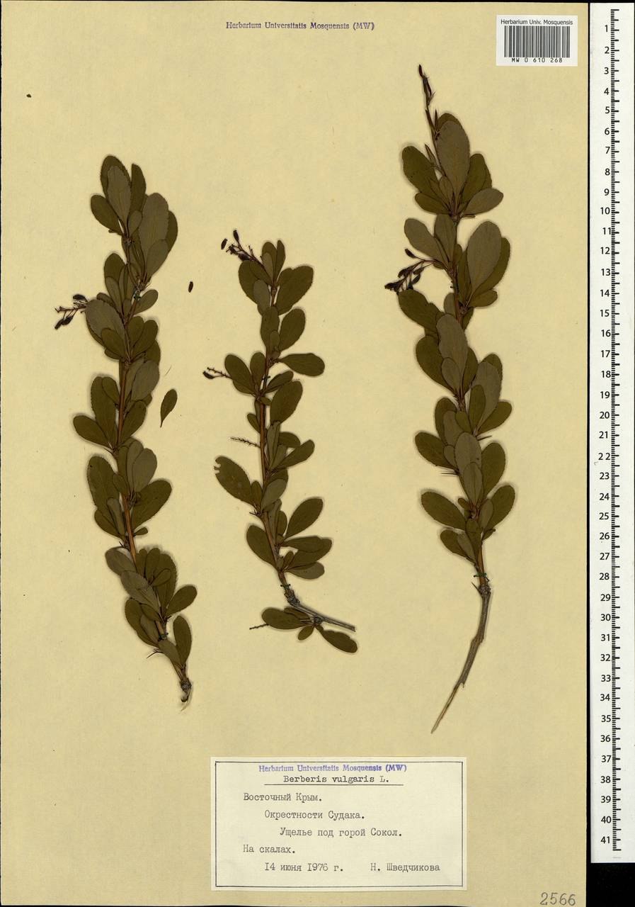 Корни барбариса обыкновенного