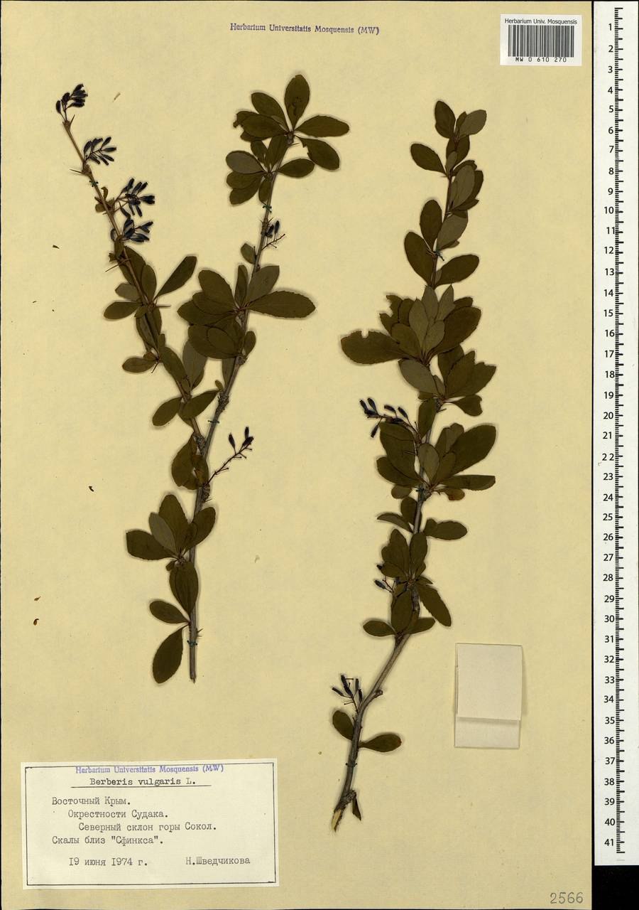 Барбарис обыкновенный корневая система