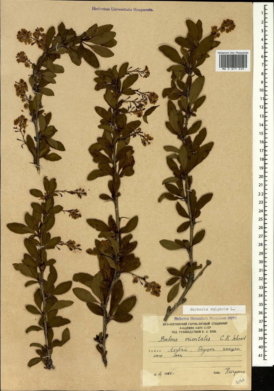 Обрезка барбариса Тунберга весной