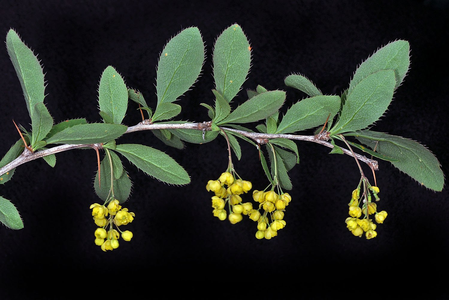 Стебель барбариса. Berberis vulgaris l.. Барбарис обыкновенный побеги. Барбарис обыкновенный листья. Барбарис обыкновенный (Зеленолист.).