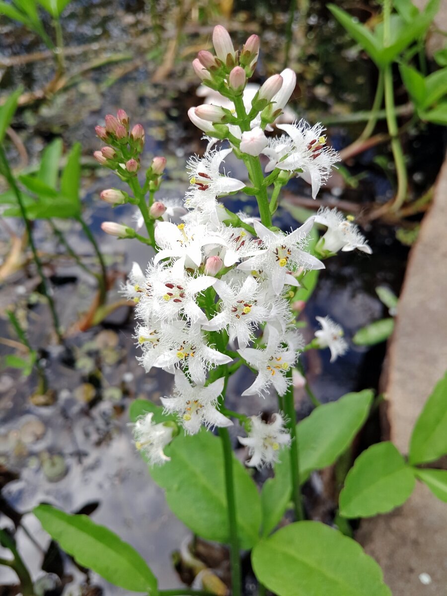 Мальский заповедник растения