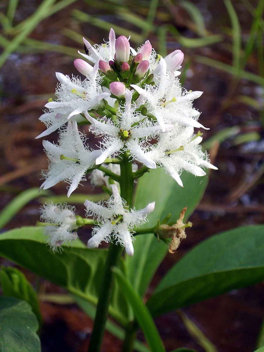 Menyanthes trifoliata