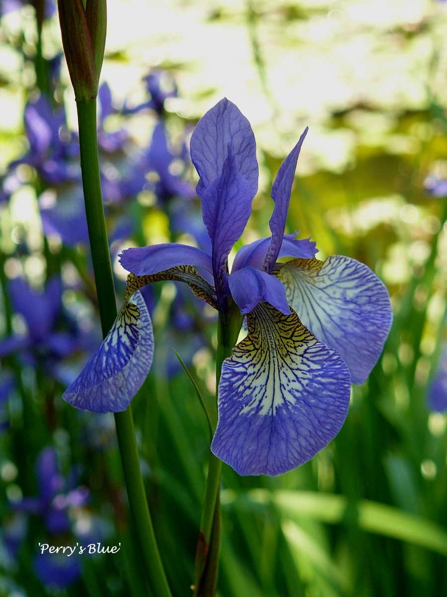 Ирис Сибирский Лаймлайт