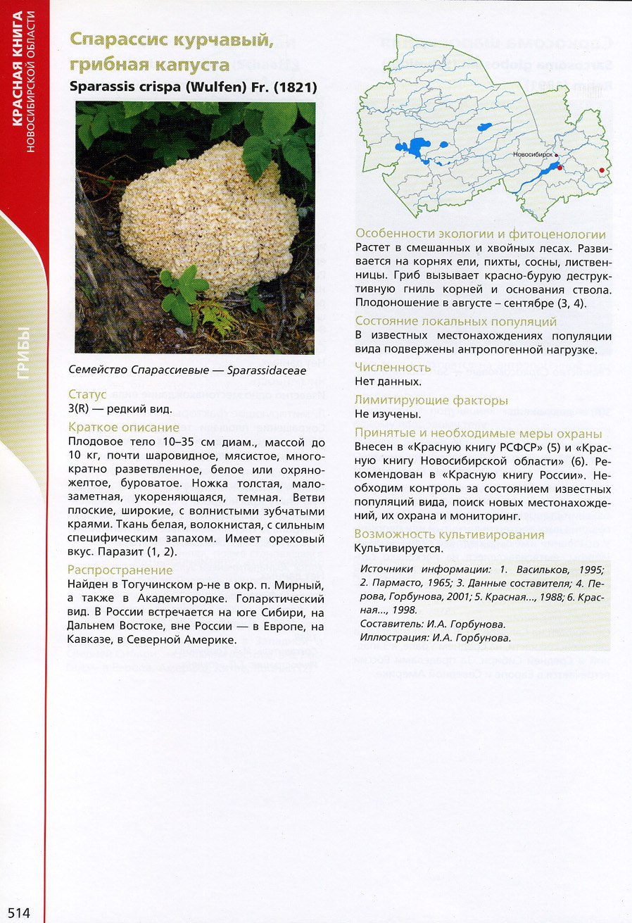 Спарассис курчавый