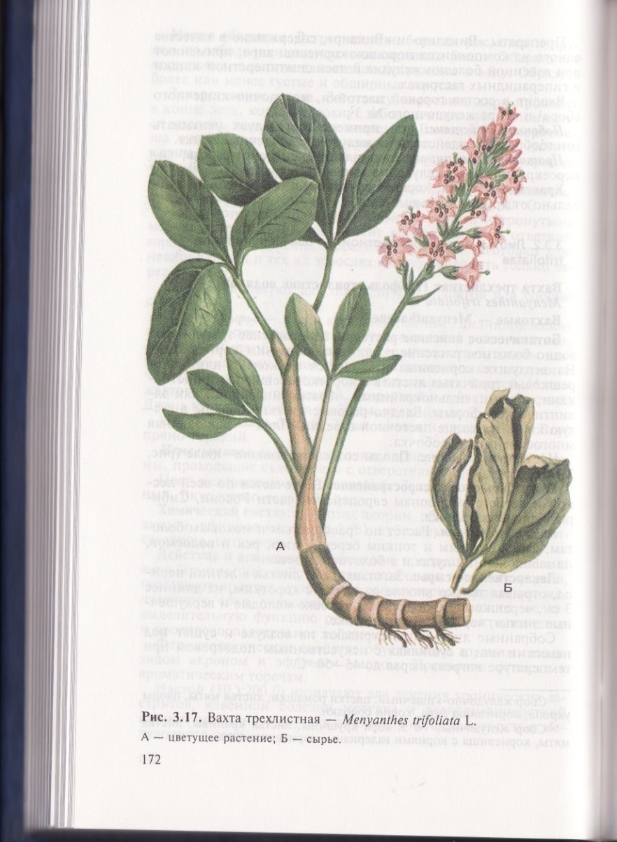 Вахта трехлистная (Menyanthes trifoliata l.)