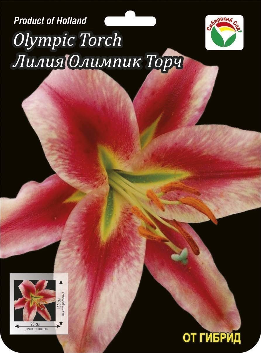 Лилия олимпик флейм