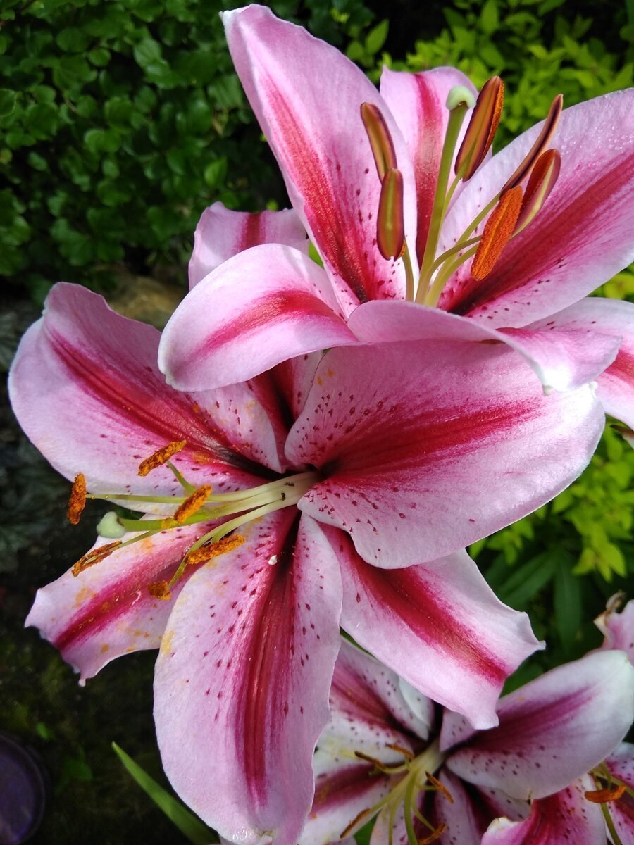 Лилия азиатская персиковая