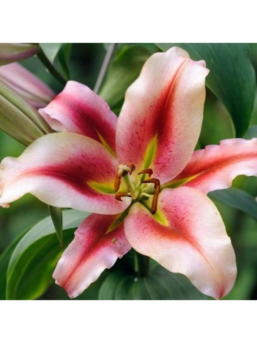 Лилия Восточная Экстраваганза