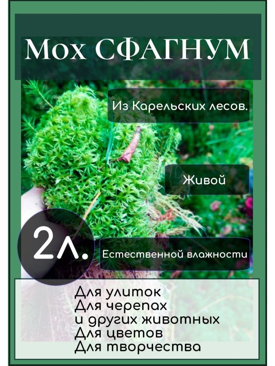 Моховидные и Папоротниковидные