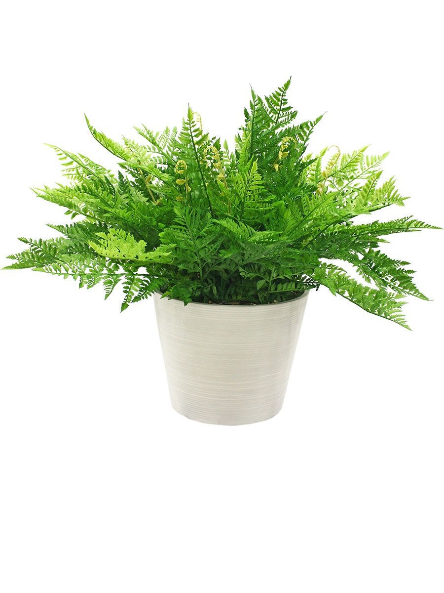 Папоротник нефролепис