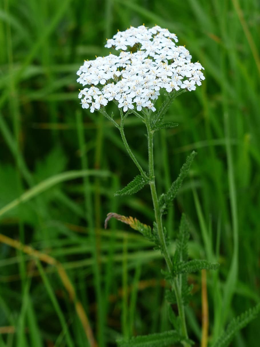 Тысячелистник Yarrow
