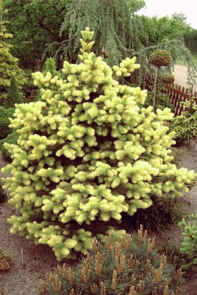 Голубая ель Bialobok