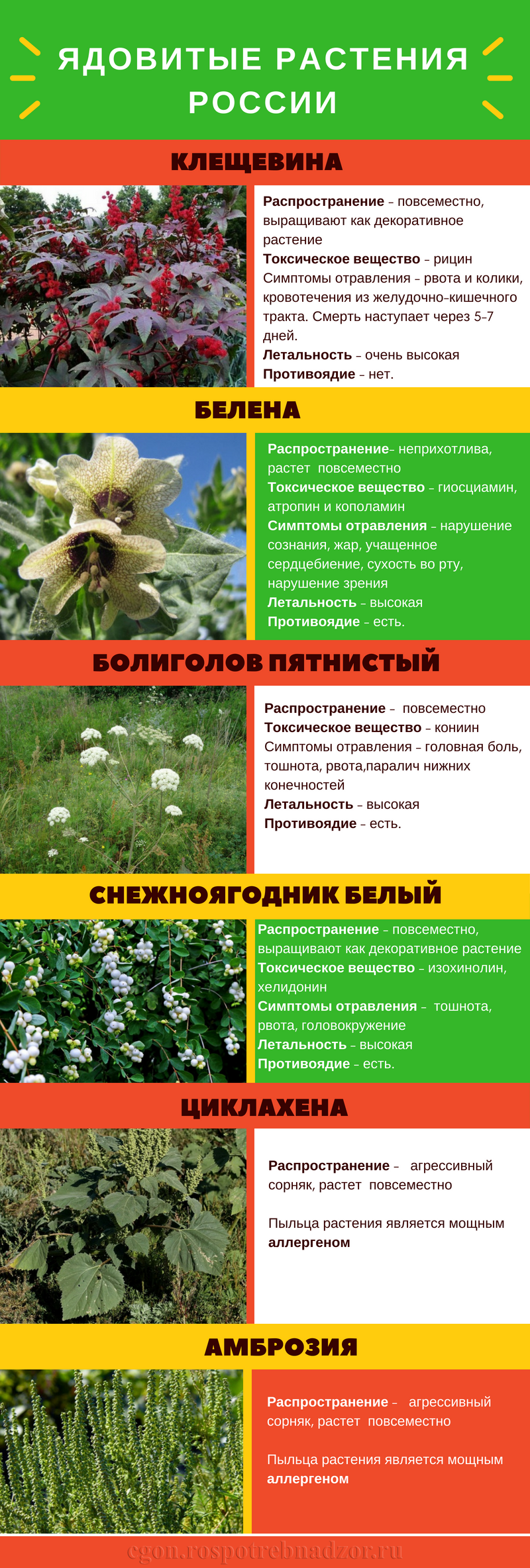 Борщевик Сосновского