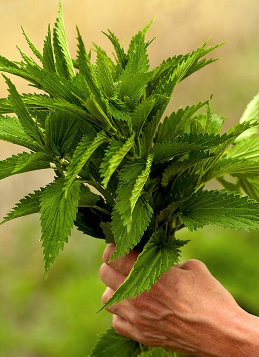 Крапива украина