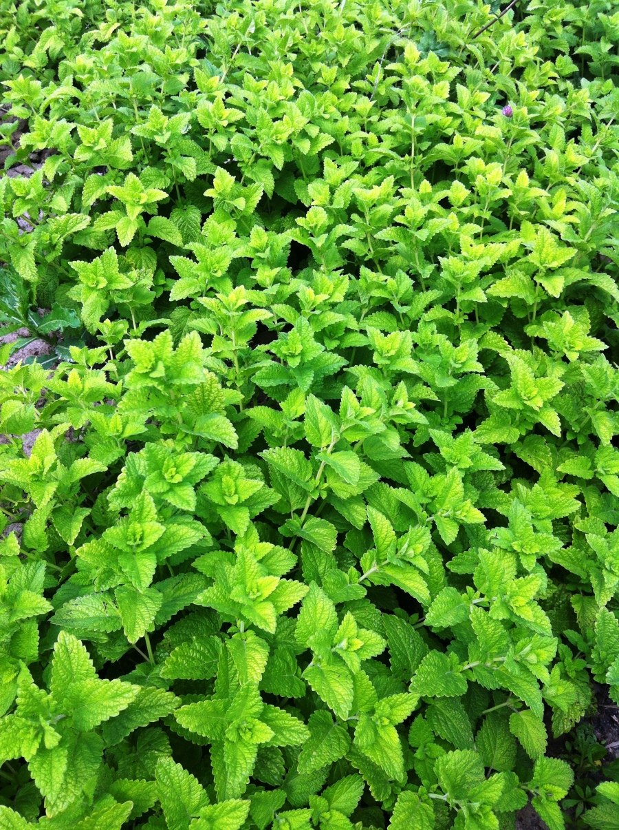 Мелисса оффициналис