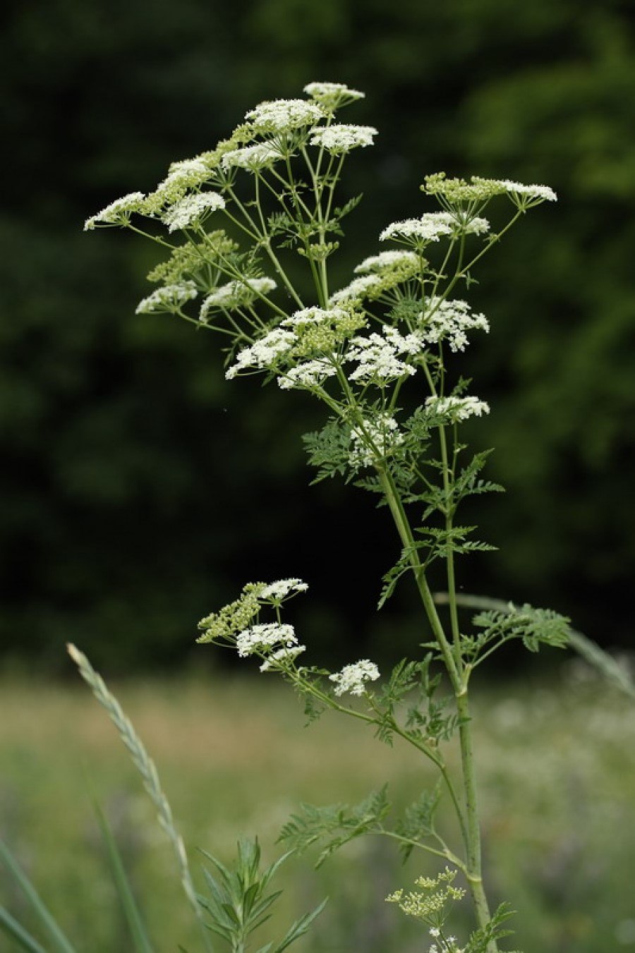 Памятка по предупреждению отравления ядовитыми растениями.