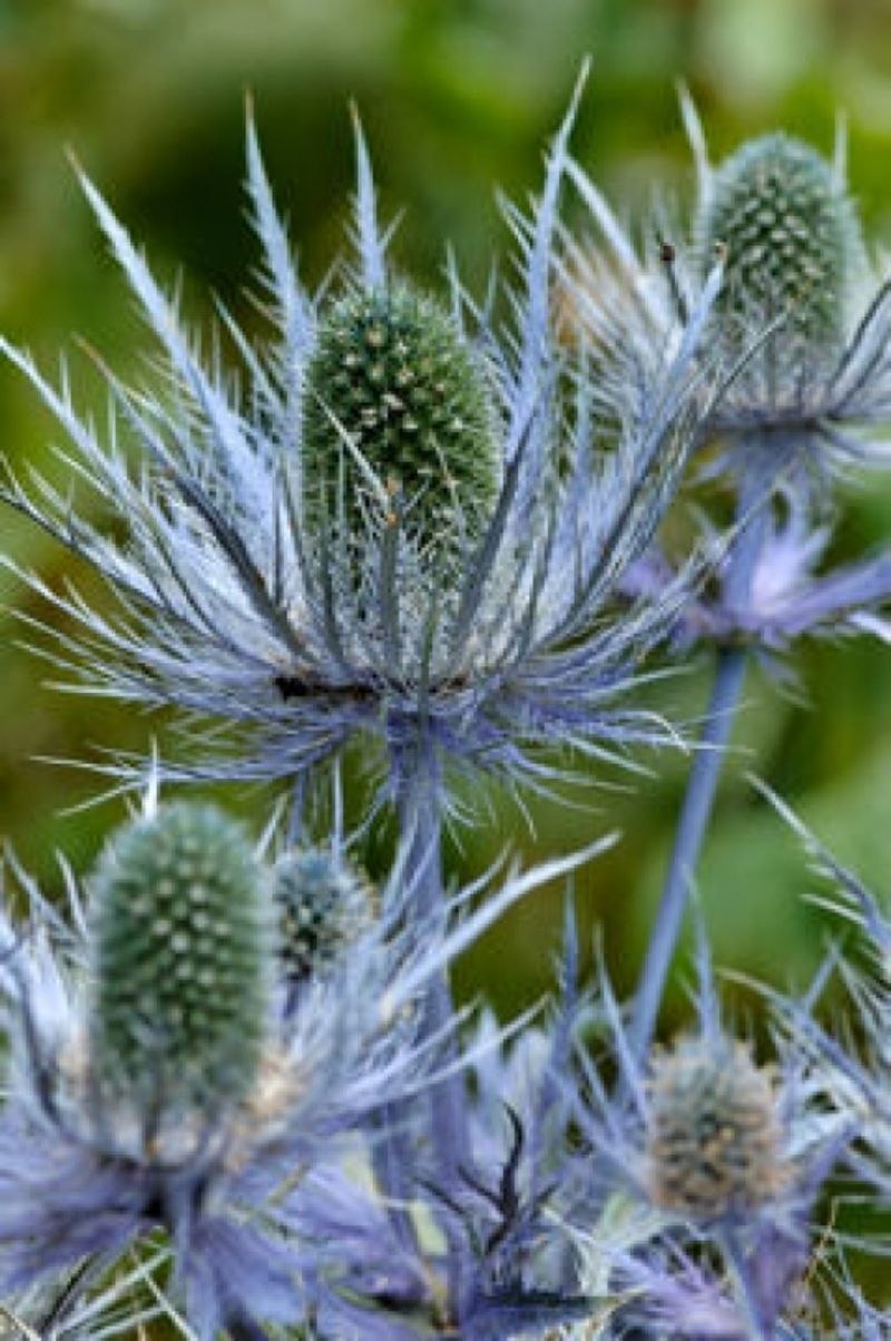 Синеголовник пахучий