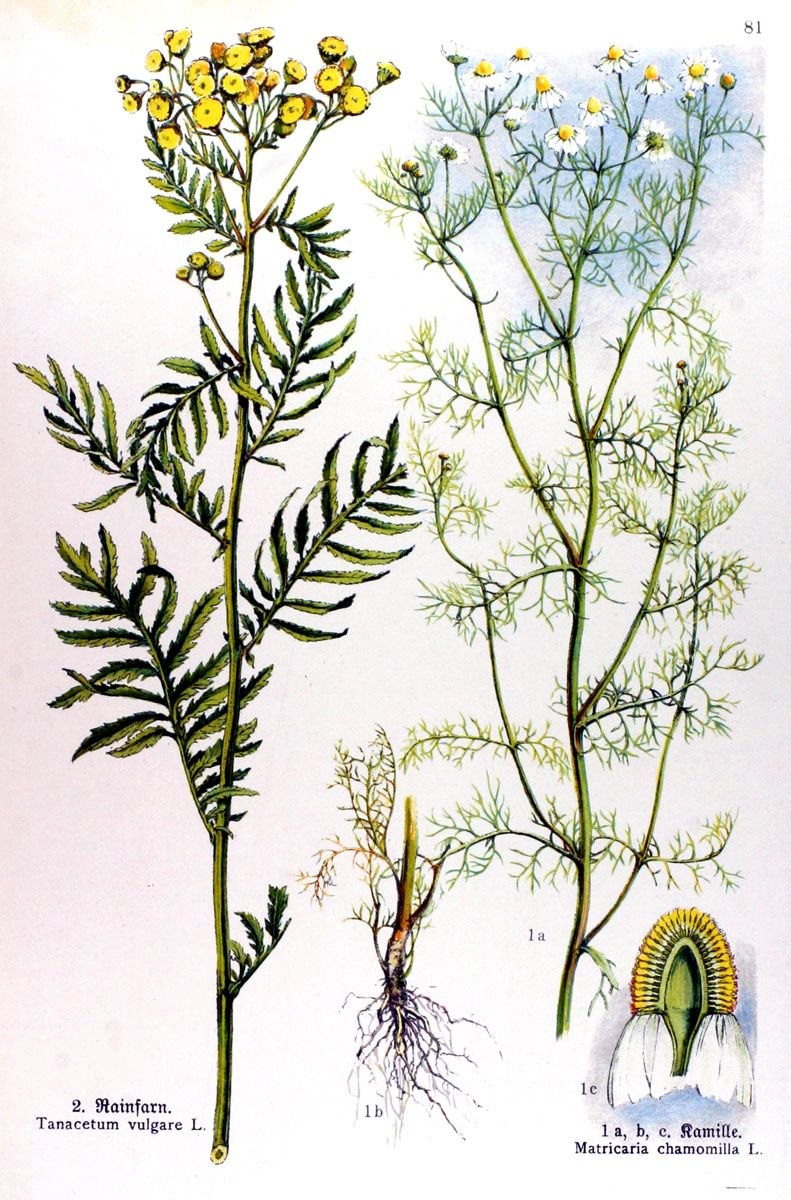 Tanacetum пижма