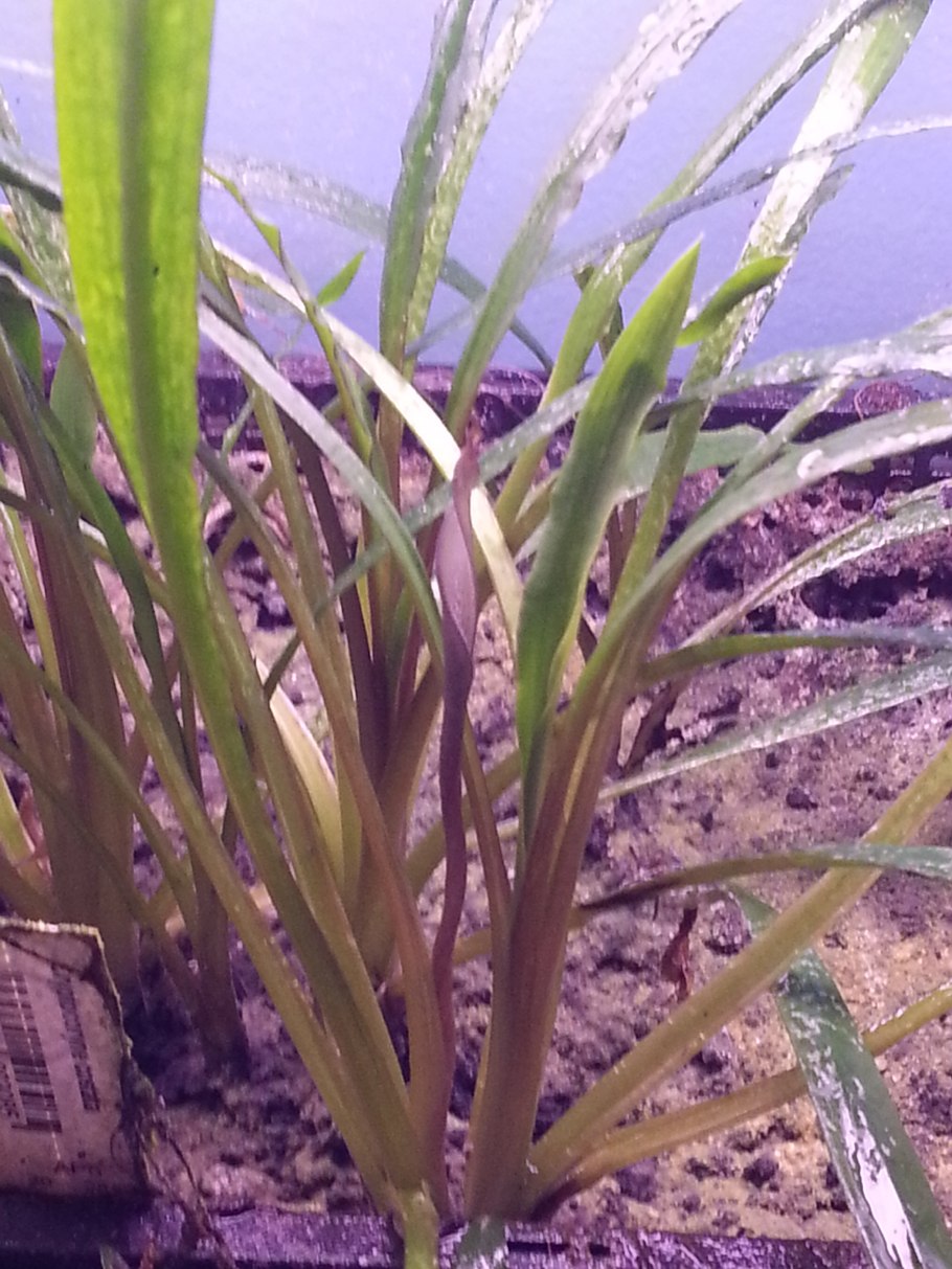 Cryptocoryne Platinum line