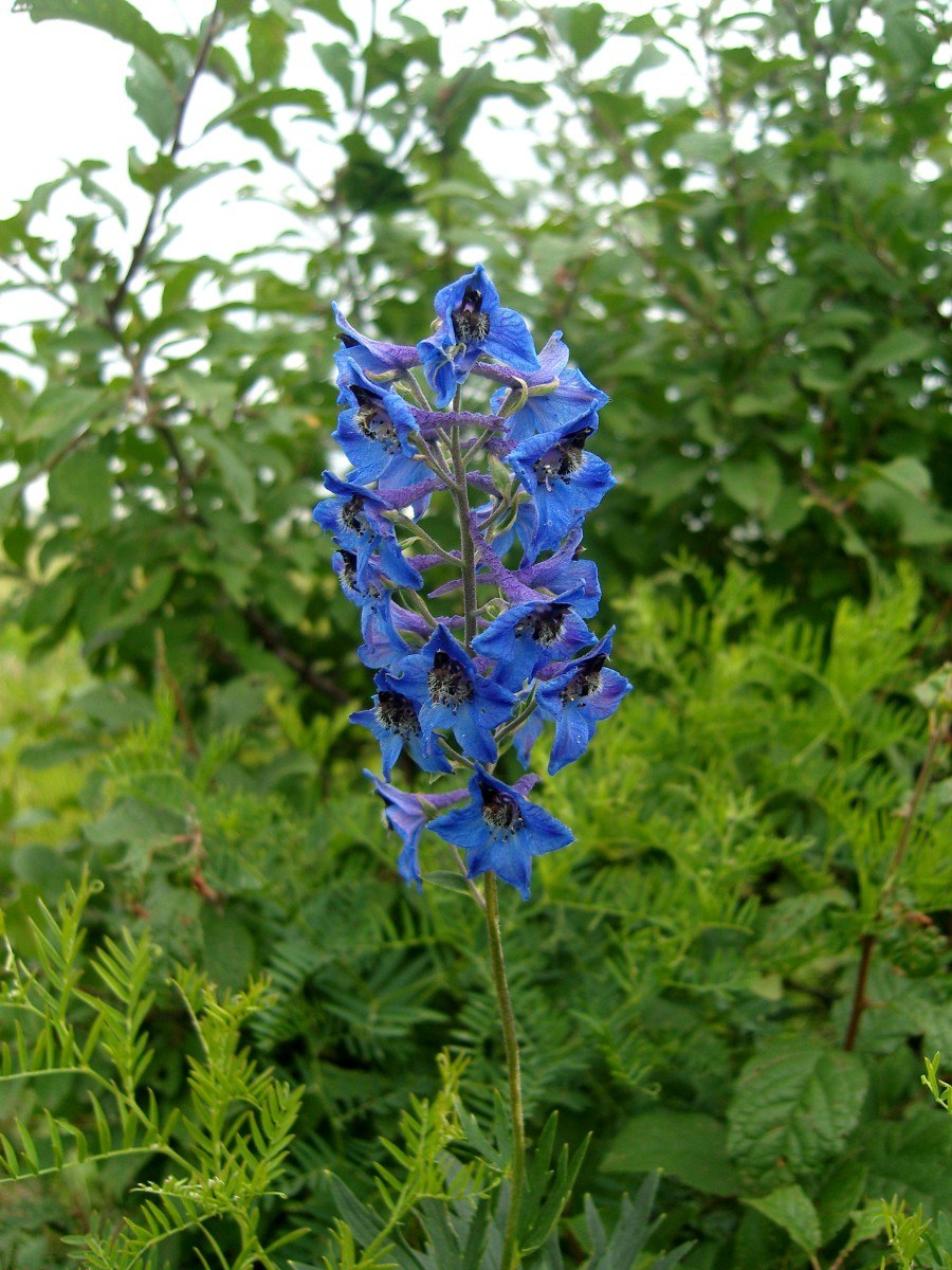 Дельфиниум Элатум