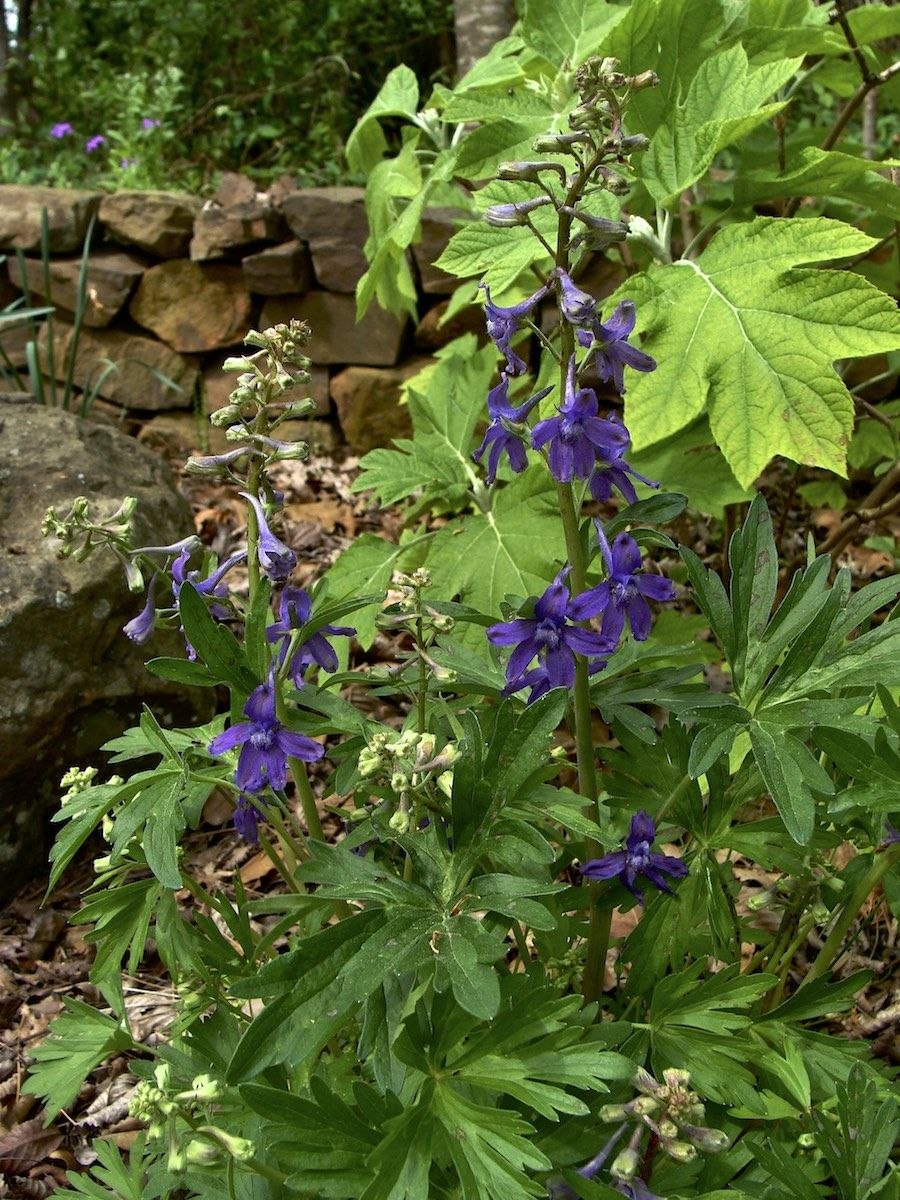 Живокость высокая красная книга