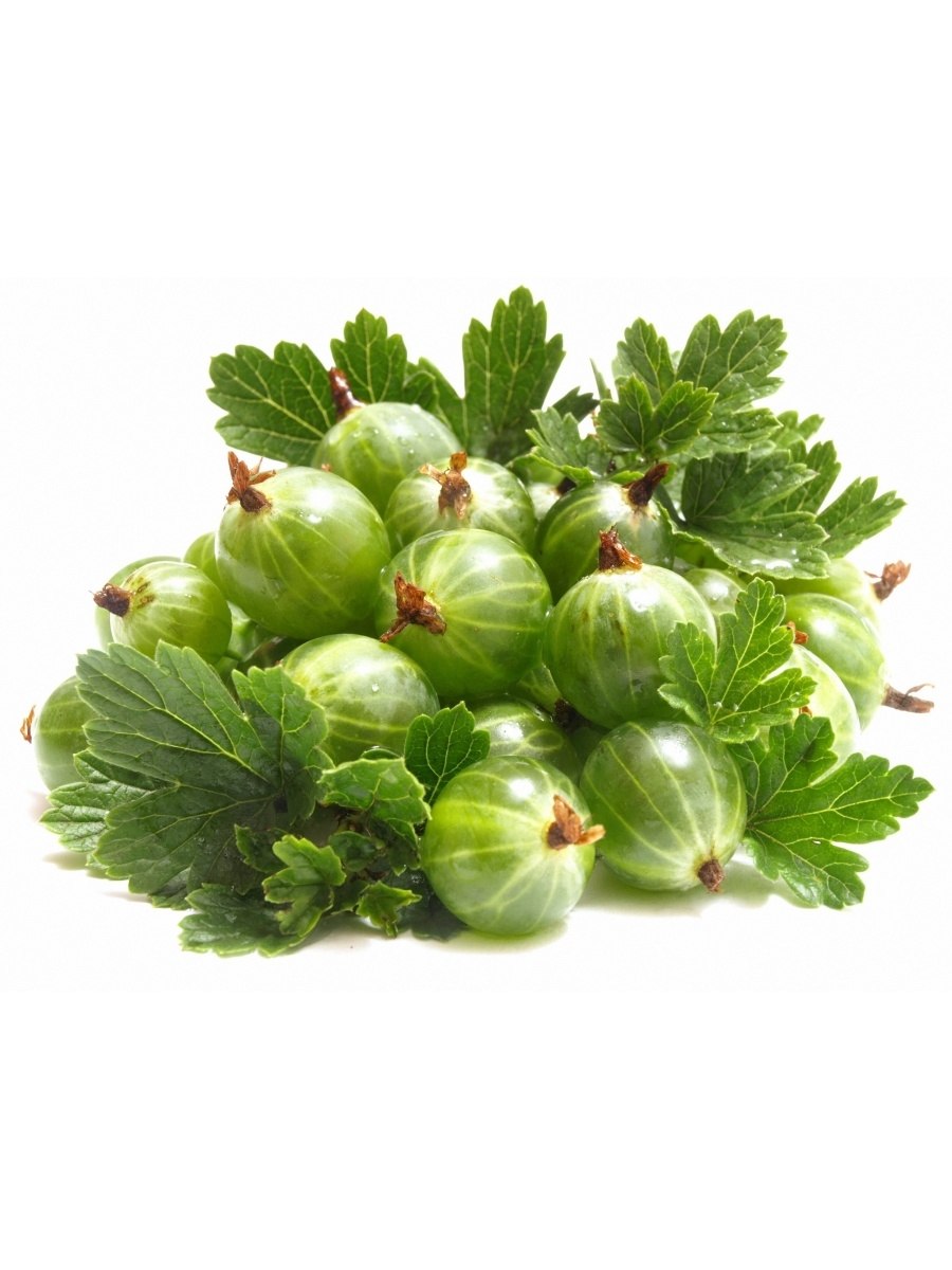 Агрус ягода