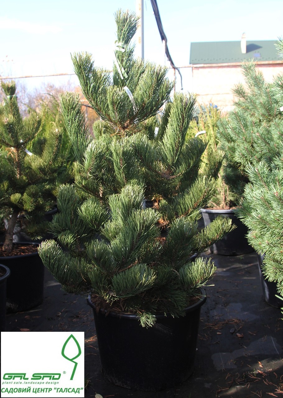 Oregon Green Pinus