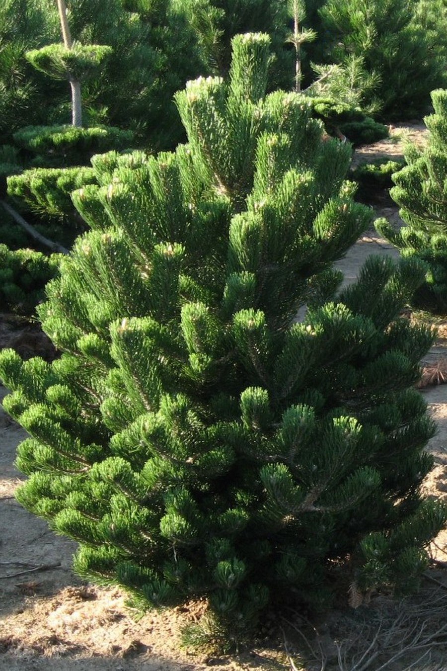 Pinus Sylvestris Green Penguin
