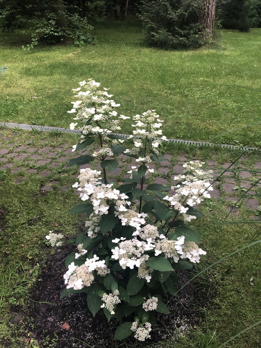 Гортензия метельчатая Эрли Херли