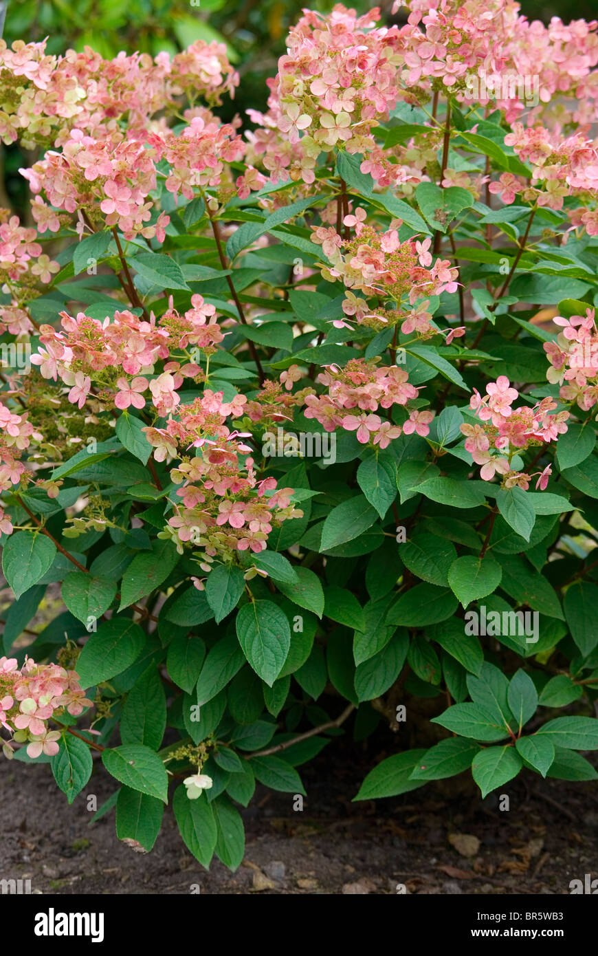 Гортензия эрли гарри