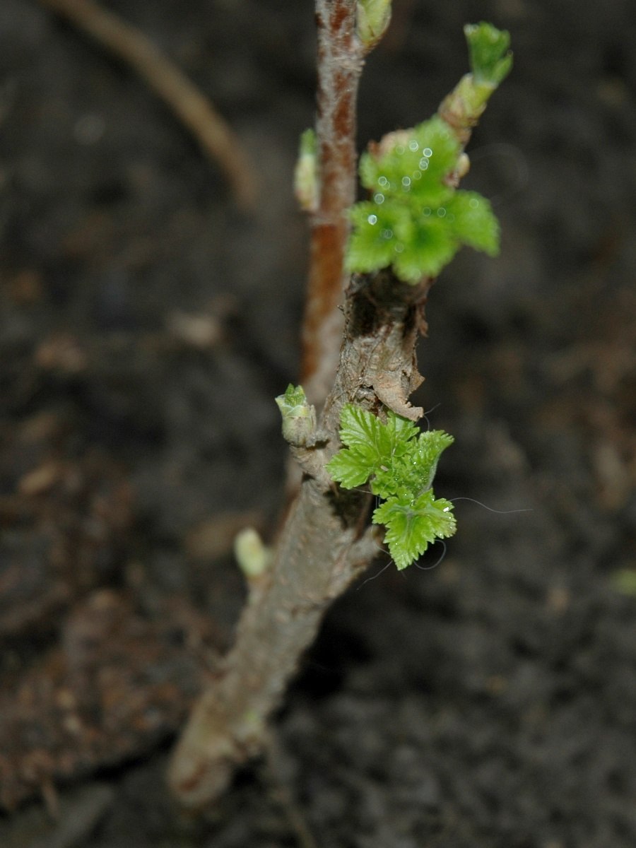 Наблюдение за веточкой смородины