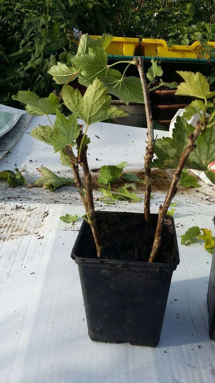 Черенки смородины укоренение в воде