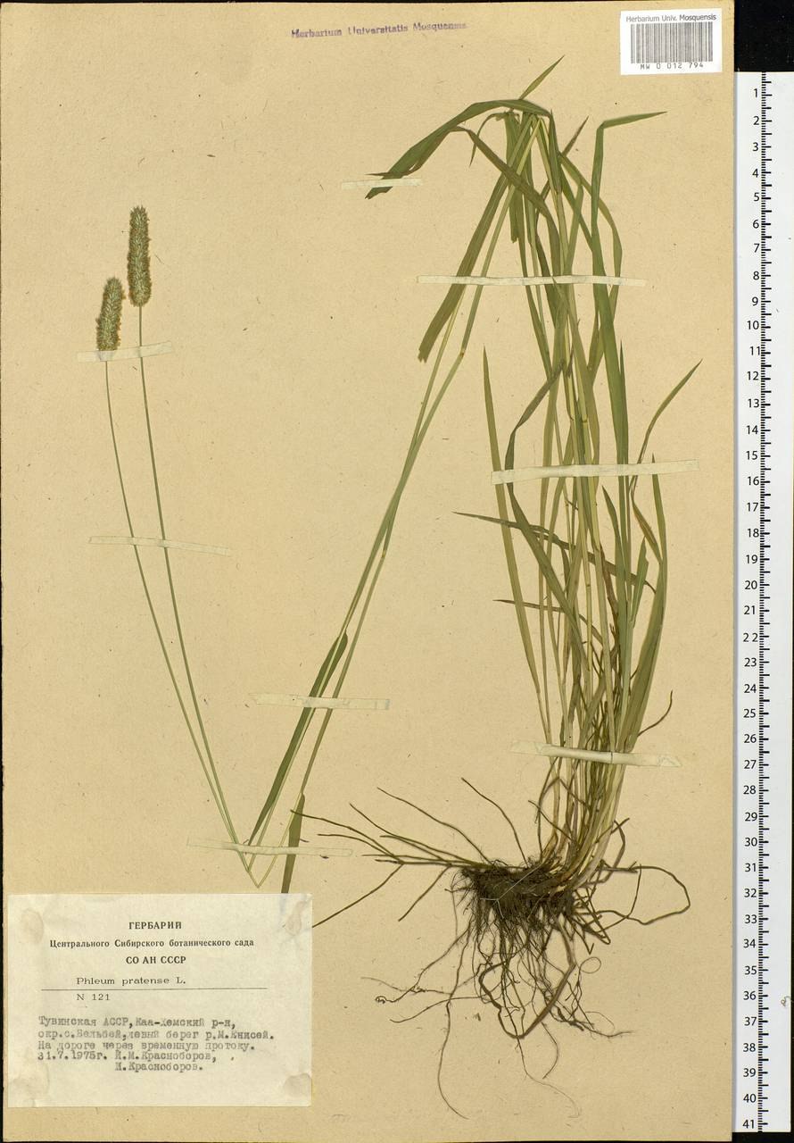 Тимофеевка Луговая Phleum pratense l.