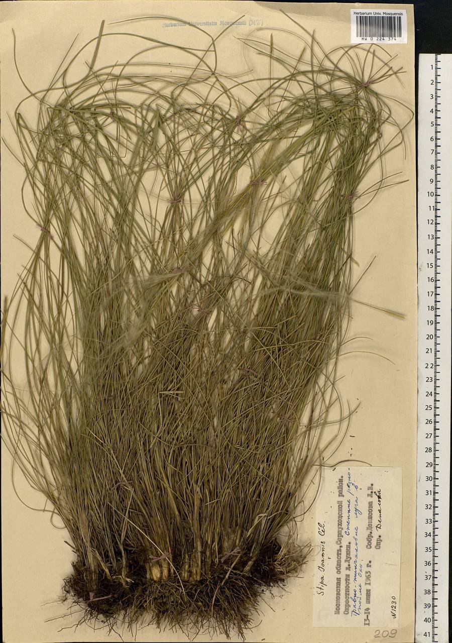 Ковыль Ботанический рисунок