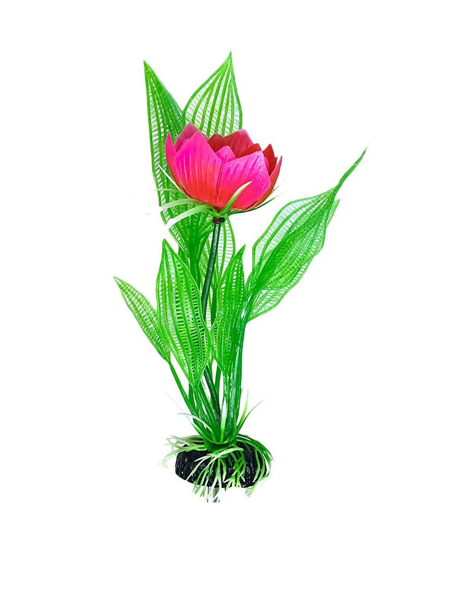 Апоногетон мадагаскарский