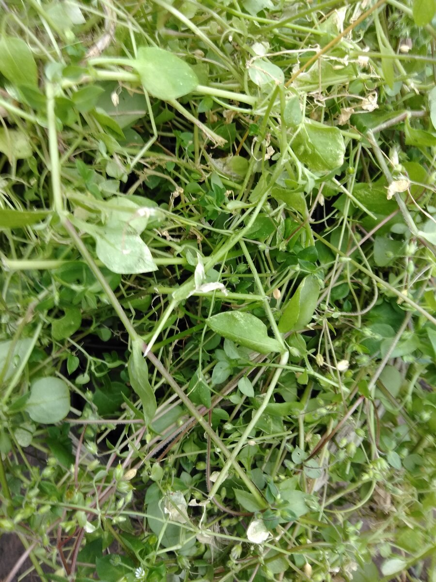 Мокрица трава