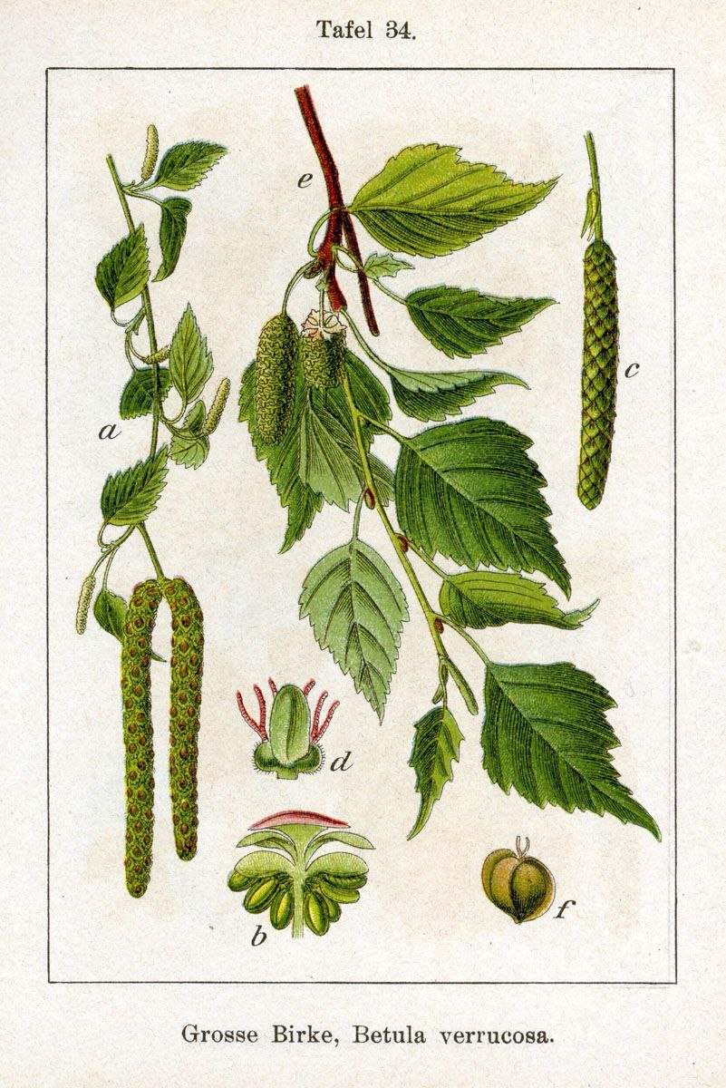 Описание дерева