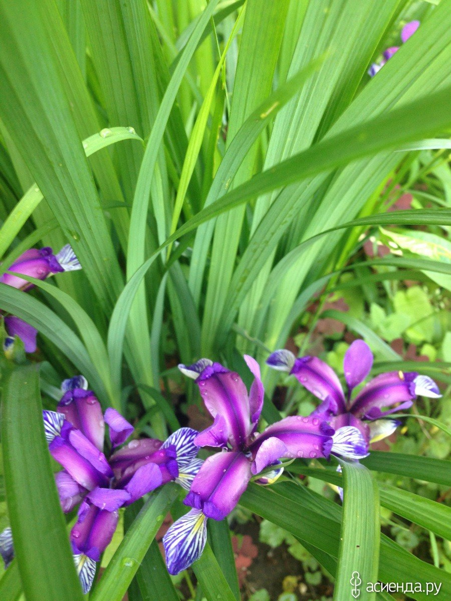 Ирис лилейник сирень