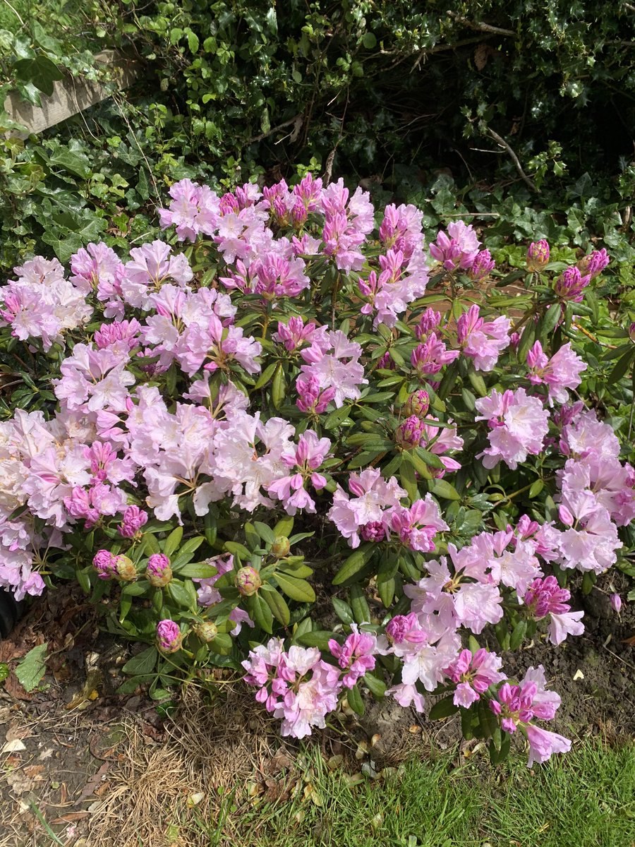 Рододендрон гибридный St. Michel