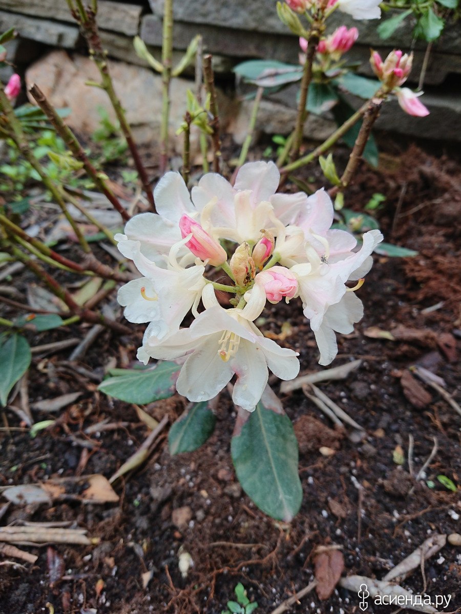 Рододендрон эскимо